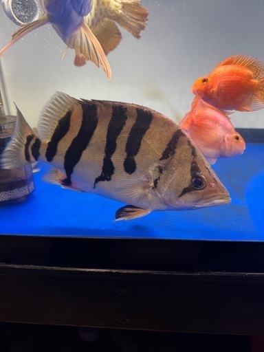 ダトニオ プラスワン 大型魚 古代魚