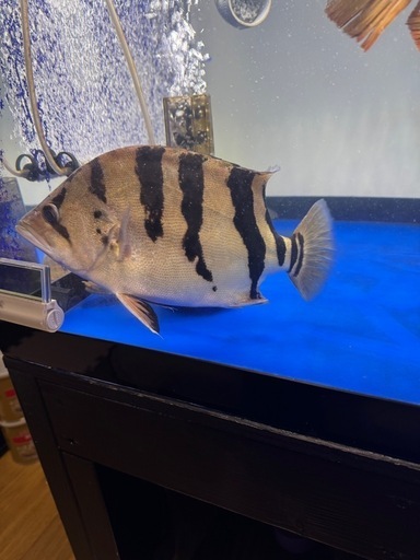 ダトニオ プラスワン 大型魚 古代魚