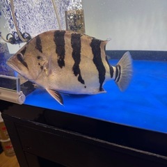 ダトニオ プラスワン 大型魚 古代魚