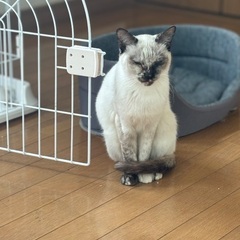 シャム柄の保護猫