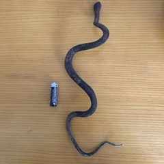 ヘビのフィギュア