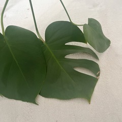 観葉植物たぶんモンステラの画像