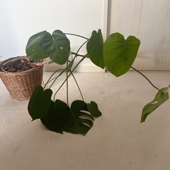 観葉植物たぶんモンステラの画像