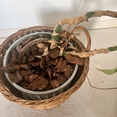 観葉植物たぶんモンステラの画像