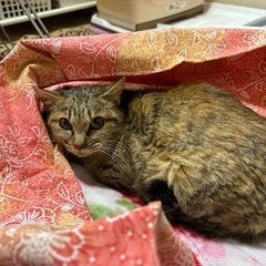 メスネコちゃんの里親さん募集