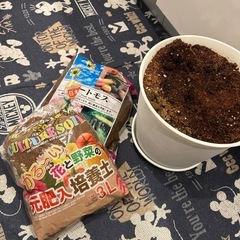 鉢植え➕土