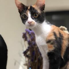 トライアル決定しました、募集停止します。茶白と三毛兄妹 - 猫