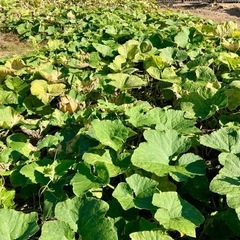 万次郎かぼちゃ　5個　かぼちゃ　カボチャ　南瓜　2501071の画像