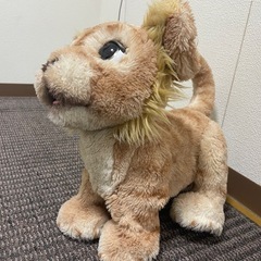 ライオンの画像