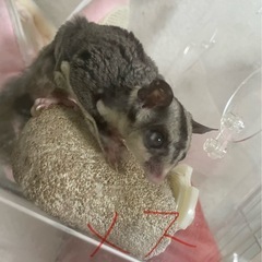 モモンガさしあげます(オス・メス)《両方決まりました✨️ありがと...