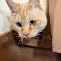 クリーム色の男の子