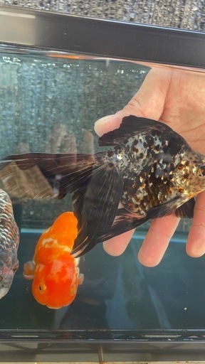 金魚