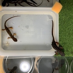 取引中2オキナワシリケンイモリ