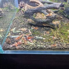 🦐良血統！ファンシータイガーシュリンプ10匹🦐