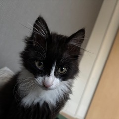 子猫