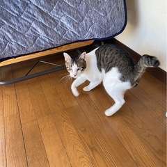 保護猫です