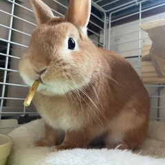 1歳の元気の甘えん坊の男の子