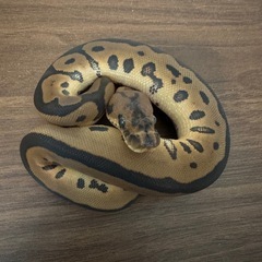 ボールパイソン　バットマン　♀  