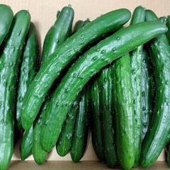 【農家直売】✨！新鮮！✨　約10kg　きゅうりの画像
