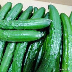 【農家直売】✨！新鮮！✨　約10kg　きゅうりの画像