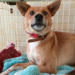 長崎県動物管理所収容中(中型成犬女子3歳くらい)(終生室内飼育、...