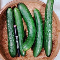 【農家直売】✨！新鮮！✨　《訳あり》きゅうり　約5kgの画像