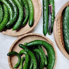 【農家直売】✨！新鮮！✨　《訳あり》きゅうり　約5kgの画像