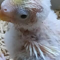 セキセイインコ｜ペットの広告の無料掲載｜ジモティー