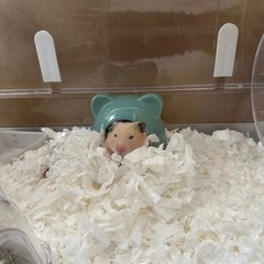 キンクマハムスターメス