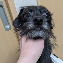 チワプーちゃん　　