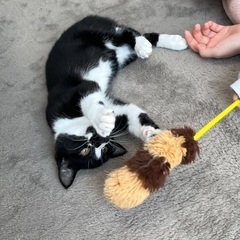 生後4ヶ月くらい 白黒 - 猫