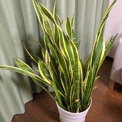 時間ないため大幅値下げ、さらに出品中植物4つまとめ購入は合計 7...