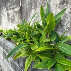 月桃の苗、球根、葉　　の画像