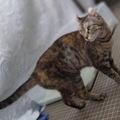 耳のカールが特徴的、性格がとってもかわいいあさり