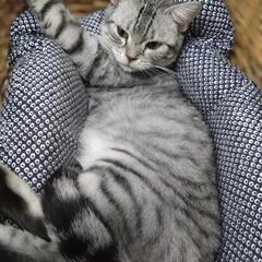 人も猫も大好きな、のの