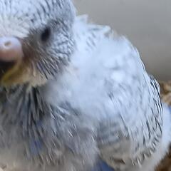 セキセイインコ｜ペットの広告の無料掲載｜ジモティー