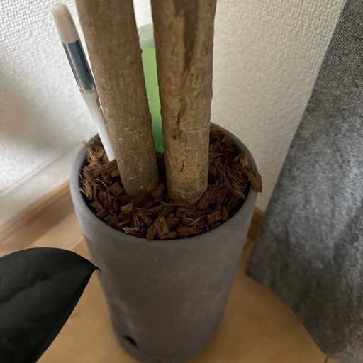 観葉植物　ドラセナ・リフレクサ　