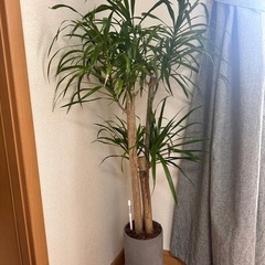 観葉植物　ドラセナ・リフレクサ　