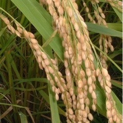 愛知コシヒカリ玄米30キロ