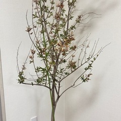 最終値下げ✩.*˚オリーブの木