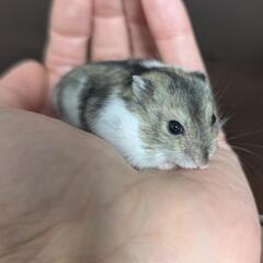 ジャンガリアンハムスター②