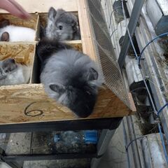 各種チンチラ　条件付き　輸入代行　レアカラーも　ブリーダー、ショップ開業などに - 町田市