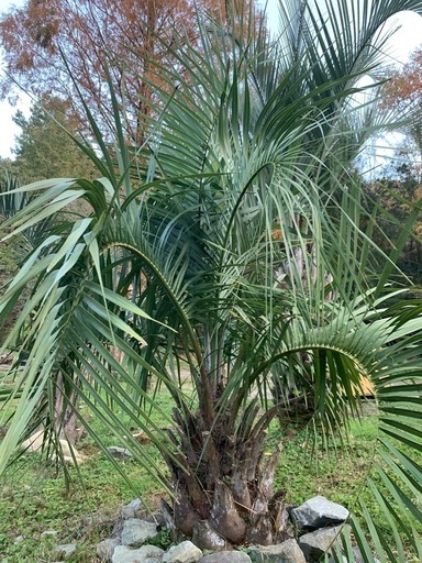 ココスヤシ、ソテツ　あります。