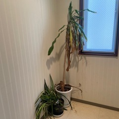 観葉植物と植木