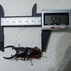 レニノコギリクワガタ♂2♀1の画像