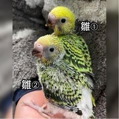 セキセイインコ雛　里親募集