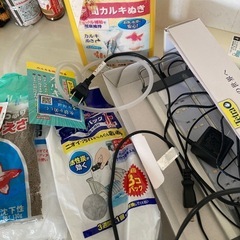 メダカ金魚