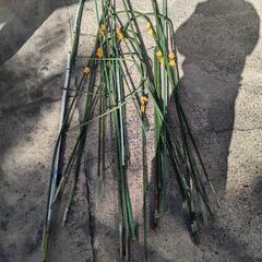 はやいもの勝ち　園芸用支柱