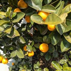 【受付中止中】完全無農薬　きんかんの画像