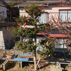 4 庭木の画像